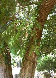 [photo, Red Cedars (Juniperus virginiana), Owings (Anne Arundel County), Maryland]