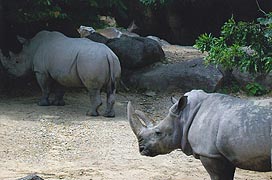 [photo, Southern White Rhinos (Ceratotherium simum simum), Maryland Zoo in Baltimore, 1876 Mansion House Drive, Baltimore, Maryland]