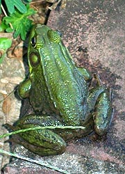 [photo, Northern Green Frog (Lithobates clamitans melanota), Monkton, Maryland]