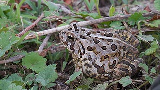 [photo, Fowler's Toad (Anaxyrus fowleri), Glen Burnie, Maryland]