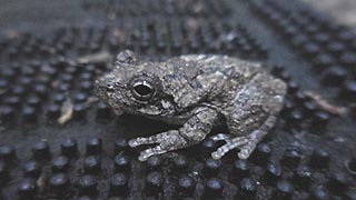 [photo, Cope's Gray Treefrog (Hyla chrysoscelis), Glen Burnie, Maryland]
