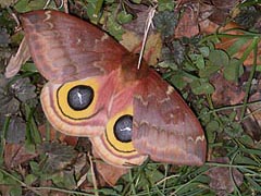[photo, Io Moth (Automeris io), Glen Burnie, Maryland]