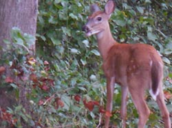 [photo, White-tailed Deer, Glen Burnie, Maryland]