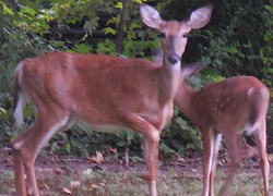 [photo, White-tailed Deer (Odocoileus virginianus), Glen Burnie, Maryland]