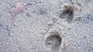 [photo, Deer tracks on sand, New Germany State Park, Grantsville, Maryland]