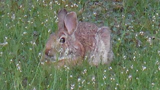 [photo, Eastern Cottontail Rabbit (Sylvilagus floridanus) in grass with early wildflowere, Glen Burnie, Maryland]