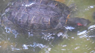 [photo, Eastern Box Turtle (Terrapene carolina)in pond, Annapolis, Maryland]