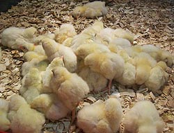 [photo, Chicks, Cow Palace, Maryland State Fairgrounds, 2200 York Road, Timonium, Maryland]