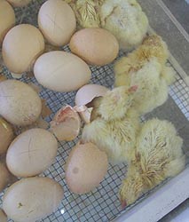 [photo, Eggs & newly-hatched chicks, Cow Palace, Maryland State Fairgrounds, 2200 York Road, Timonium, Maryland]