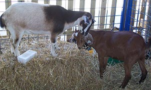 [photo, Goats, Maryland State Fairgrounds, 2200 York Road, Timonium, Maryland]