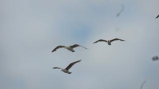 [photo, Seagulls, Ocean City, Maryland]